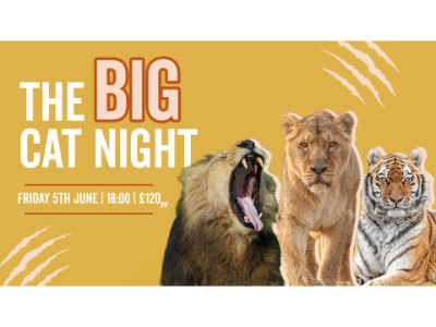 The Big Cat Night