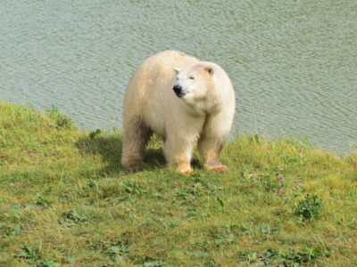 Jimmy's Farm & Wildlife Park