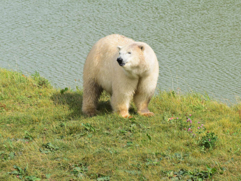 Jimmy's Farm & Wildlife Park