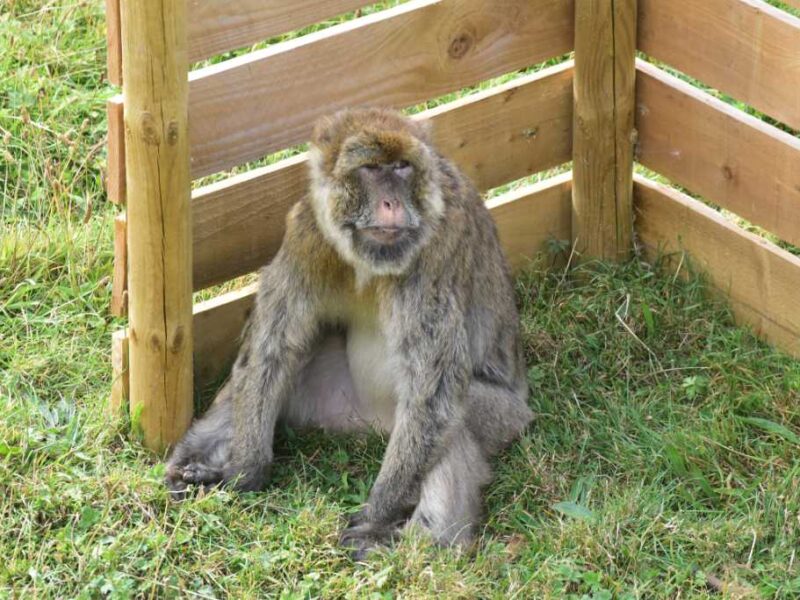 Jimmy's Farm & Wildlife Park