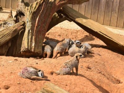 Jimmy's Farm & Wildlife Park