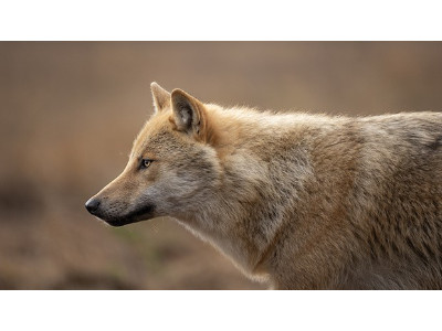 WILDLANDS - PRESENTED BY HARRY READ