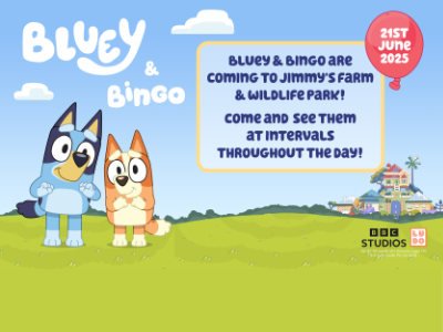 Bluey & Bingo