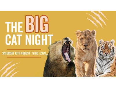 The Big Cat Night