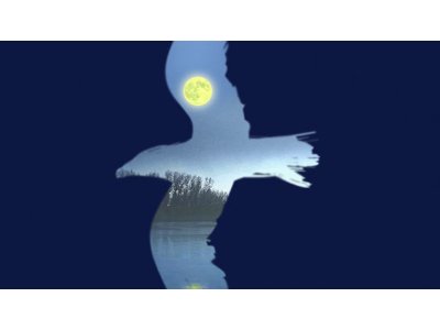 THE SEAGULL