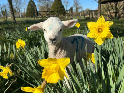 Lambs & Spring Bulbs at Kentwell Hall